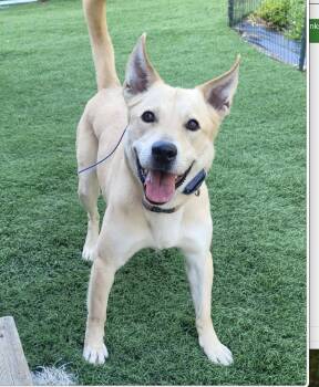 Ruby -  Pit Bull Terrier and Labrador Retriever Dog for Adoption in Los Angeles, California - Ruby | PetCurious