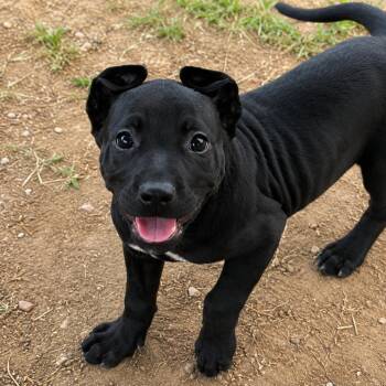 Loretta May -  Black Labrador Retriever Dog for Adoption in Portland, Maine - Loretta May | PetCurious