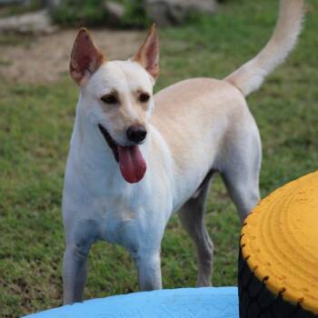 Salvatoré -  Mixed Breed Dog for Adoption in Humacao, Humacao - Salvatoré | PetCurious