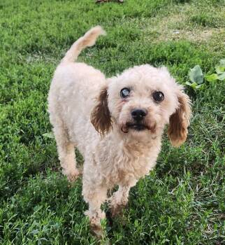 Oscar -  Poodle Dog for Adoption in Utica, Michigan - Oscar | PetCurious
