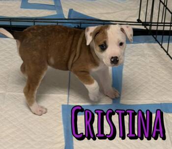 Cristina -  American Staffordshire Terrier Dog for Adoption in Houston, Texas - Cristina | PetCurious