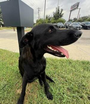 JASMINE JAY -  Labrador Retriever Dog for Adoption in San Antonio, Texas - JASMINE JAY | PetCurious