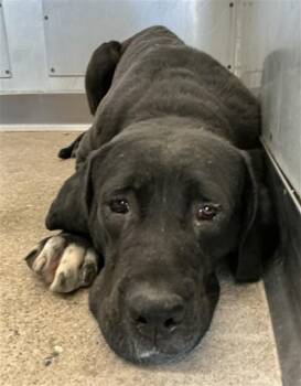 Cane Corso Dogs Available for Adoption - JAXTON | PetCurious