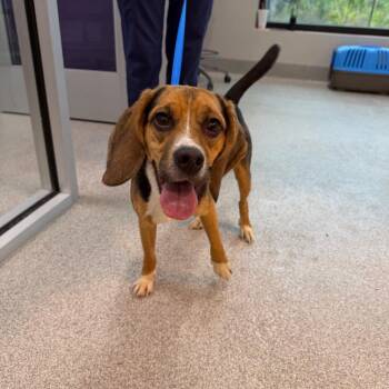 Freddy -  Beagle and Mixed Breed Dog for Adoption in Englewood, Florida - Freddy | PetCurious