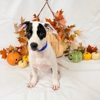 1116 (2026) Casper -  Hound and Mixed Breed Dog for Adoption in Parker, Colorado - 1116 (2026) Casper | PetCurious