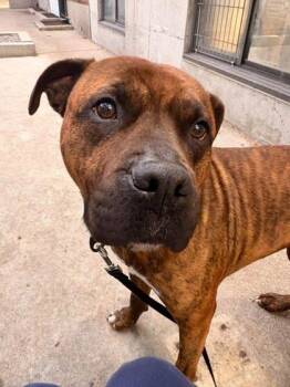 Monsieur Du Moule -  Mixed Breed Dog for Adoption in Montreal, Quebec - Monsieur Du Moule | PetCurious