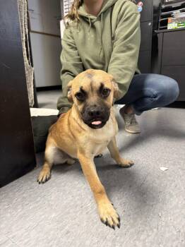 m&m -  Pug Dog for Adoption in Las Vegas, New Mexico - M&m | PetCurious
