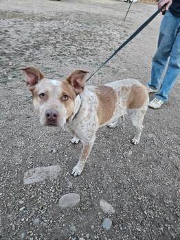 Cattle Dog and Mixed Breed Dogs Available for Adoption - Jacqui | PetCurious