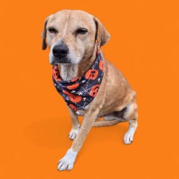 Rescue Labrador Retriever and Shepherd Dogs for Adoption in Thousand Oaks, California - Cain -- LONGTIME RESIDENT! | PetCurious