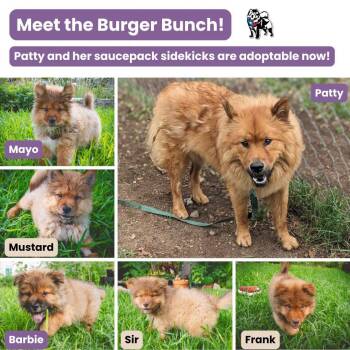 Frank (Frank’s Hot Sauce) -  Chow Chow Dog for Adoption in Houston, Texas - Frank (Frank’s Hot Sauce) | PetCurious