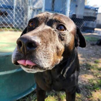 Marty -  Black Labrador Retriever and Mixed Breed Dog for Adoption in Corpus Christi, Texas - Marty | PetCurious