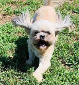 Watson -  Shih Tzu and Bichon Frise Dog for Adoption in Brainerd, Minnesota - Watson | PetCurious
