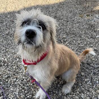 Terrier Dogs Available for Adoption - Geneva | PetCurious