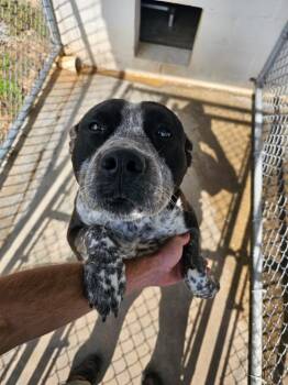 Pit Bull Terrier and Cattle Dog Dogs Available for Adoption in Lafayette, Tennessee - Bluey | PetCurious