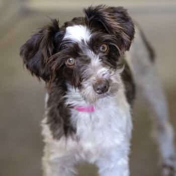 Rescue Schnauzer Dogs for Adoption in Peyton, Colorado - Karli (JN25-376) | PetCurious