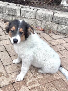 Rescue Australian Shepherd Dogs for Adoption - Georgy | PetCurious