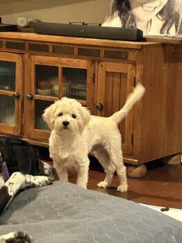 Heath -  Maltese and West Highland White Terrier Westie Dog for Adoption in San Diego, California - Heath | PetCurious
