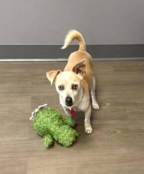 Chihuahua Dogs Available for Adoption in Bloomington, Illinois - Orlando | PetCurious