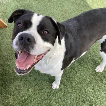 Oreo -  Australian Shepherd and Pit Bull Terrier Dog for Adoption in Long Beach, California - Oreo | PetCurious