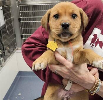 Labrador Retriever and Mixed Breed Dogs Available for Adoption - NETTLE | PetCurious