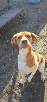 Rescue Labrador Retriever and Pointer Dogs for Adoption in Orange, Virginia - Pumpkin | PetCurious