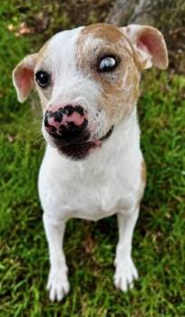 Emberly -  Jack Russell Terrier and Catahoula Leopard Dog Dog for Adoption in Washington, District Of Columbia - Emberly | PetCurious