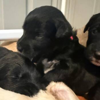 Nick -  Poodle Dog for Adoption in La Grange, Kentucky - Nick | PetCurious