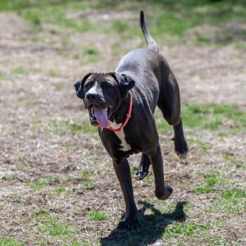 Rigs -  Mixed Breed Dog for Adoption in Kennebunk, Maine - Rigs | PetCurious
