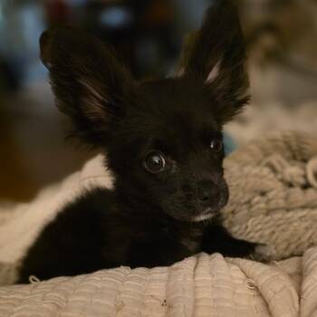Loki -  Papillon Dog for Adoption in Anderson, South Carolina - Loki | PetCurious