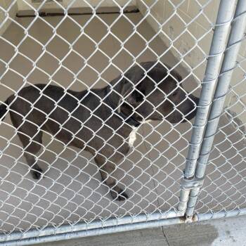 Pit Bull Terrier Dogs Available for Adoption - Lana | PetCurious