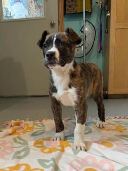German Shepherd Dog and Pit Bull Terrier Dogs Available for Adoption in Ashland, Wisconsin - Nesta | PetCurious