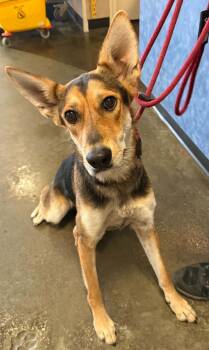Found stray: Nesta -  German Shepherd Dog Dog for Adoption in Rockwall, Texas - Found Stray: Nesta | PetCurious