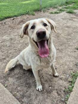 Albus -  Labrador Retriever Dog for Adoption in Lafayette, Indiana - Albus | PetCurious
