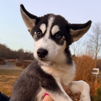 Rescue Husky Dogs for Adoption in Stormville, New York - CT Smokey | PetCurious