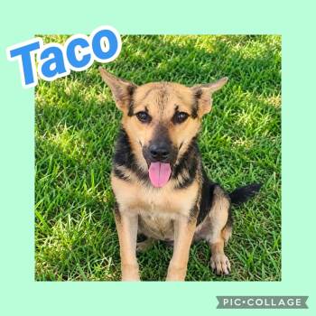 Taco -  Rat Terrier Dog for Adoption in Ringwood, New Jersey - Taco | PetCurious