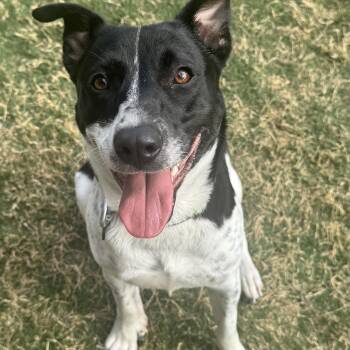 Pointer and Australian Cattle Dog Blue Heeler Dogs Available for Adoption - Daisy Sue  | PetCurious