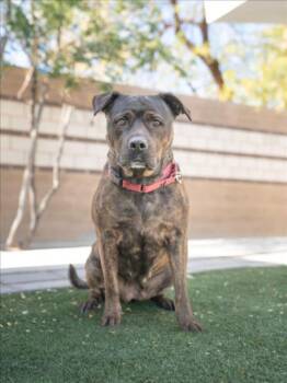Catahoula Leopard Dog and Mixed Breed Dogs Available for Adoption in Las Vegas, Nevada - ROSE | PetCurious