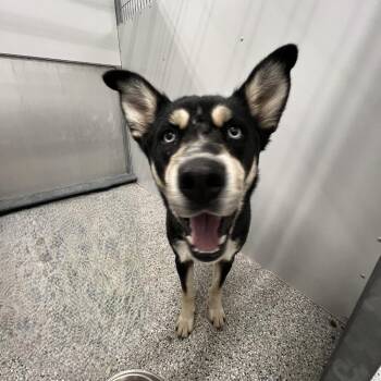 Eza Mae -  Husky and Mixed Breed Dog for Adoption in Murray, Utah - Eza Mae | PetCurious