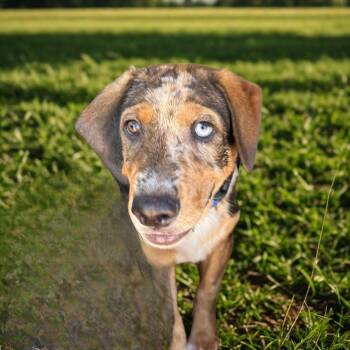 Happy -  Rottweiler Dog for Adoption in Kingman, Arizona - Happy | PetCurious