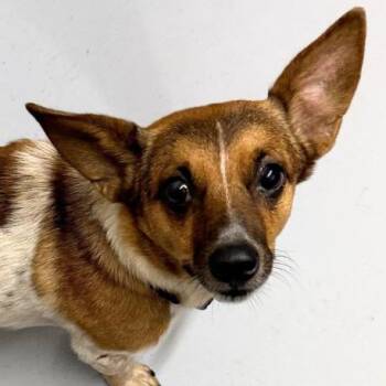 Yoda -  Dachshund and Mixed Breed Dog for Adoption in Concord, North Carolina - Yoda | PetCurious