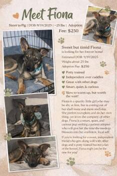 German Shepherd Dog Dogs Available for Adoption in Rockland, Wisconsin - Fiona | PetCurious