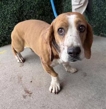 Basset Hound and Mixed Breed Dogs Available for Adoption - 60635966 | PetCurious