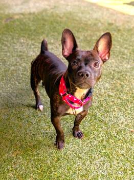 Layla -  French Bulldog Dog for Adoption in Sudbury, Massachusetts - Layla | PetCurious