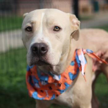 CHOWDER -  American Staffordshire Terrier Dog for Adoption in San Antonio, Texas - CHOWDER | PetCurious