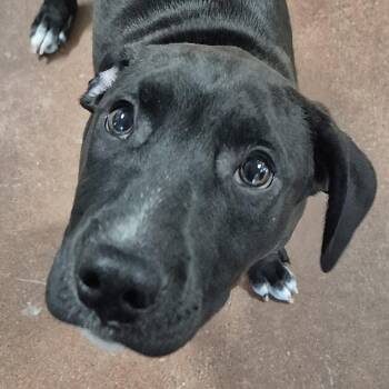 Labrador Retriever and Pit Bull Terrier Dogs Available for Adoption - Diane | PetCurious