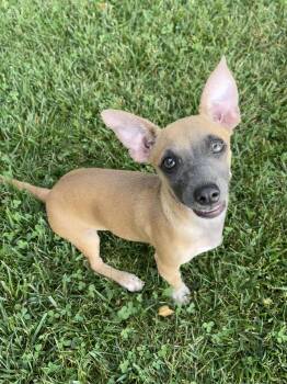 Dorothy -  Chiweenie and Chihuahua Dog for Adoption in Winter, Wisconsin - Dorothy | PetCurious