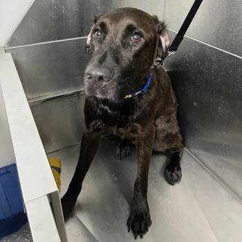 Heathcliff -  Chocolate Labrador Retriever Dog for Adoption in La Grange, Kentucky - Heathcliff | PetCurious