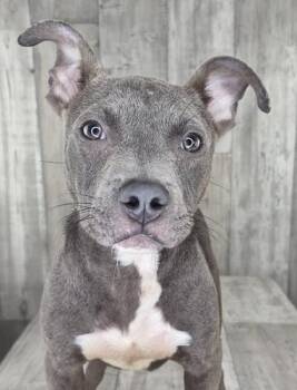 Toby -  Pit Bull Terrier and Mixed Breed Dog for Adoption in Shreveport, Louisiana - Toby | PetCurious