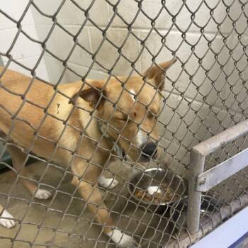 Carolina Dog Dogs Available for Adoption in Albert Lea, Minnesota - Yoshi | PetCurious