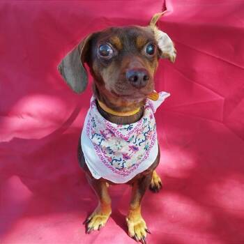 Rescue Dachshund and Mixed Breed Dogs for Adoption in San Diego, California - Kimbra | PetCurious